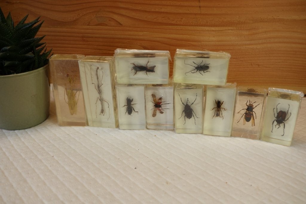 Taxidermie - Opgezette Insecten in epoxy, Verzamelen, Dierenverzamelingen, Ophalen of Verzenden, Nieuw, Insect, Opgezet dier