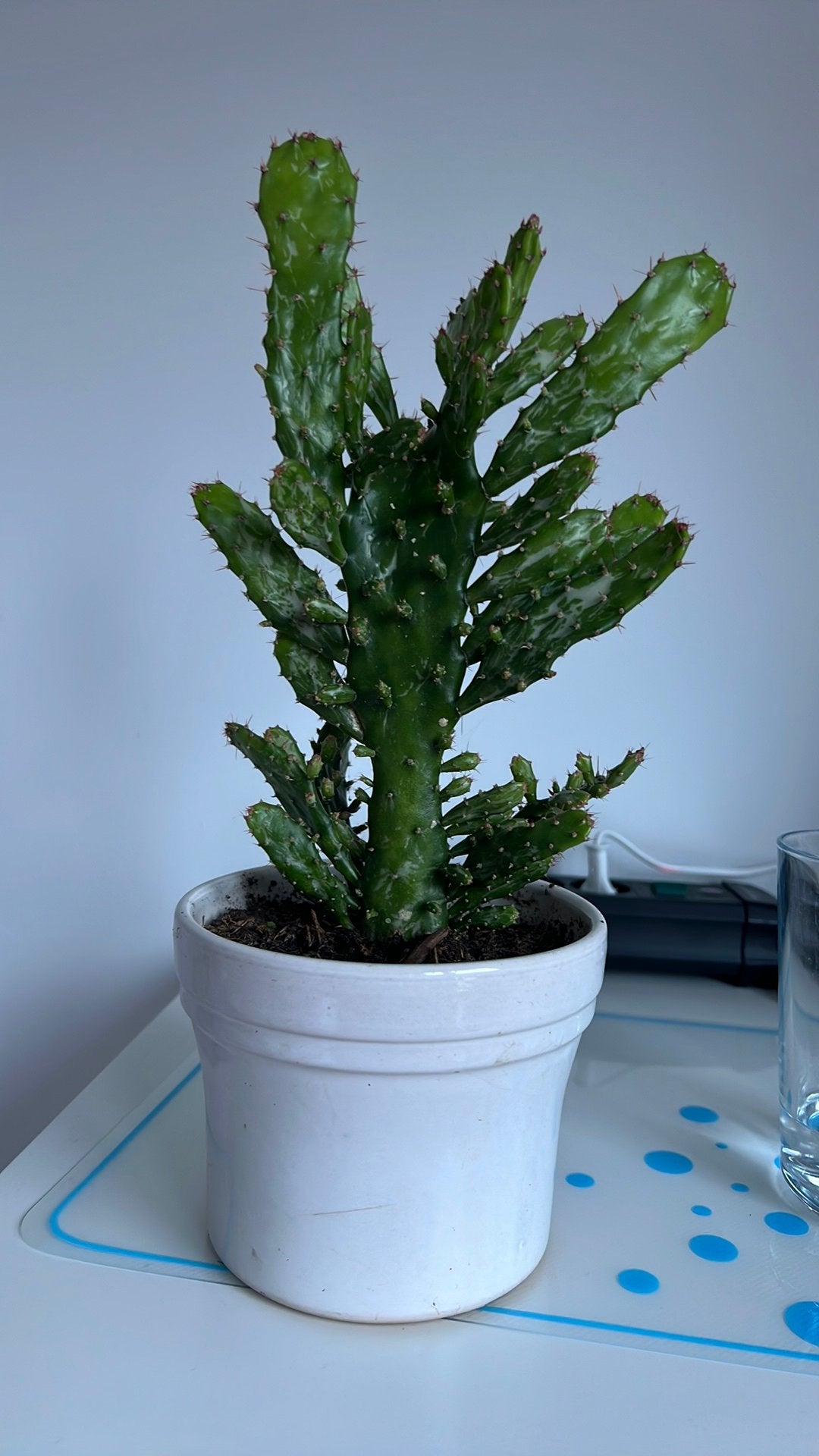 Cactus plant met pot €8, Huis en Inrichting, Ophalen, Cactus, Volle zon, Minder dan 100 cm