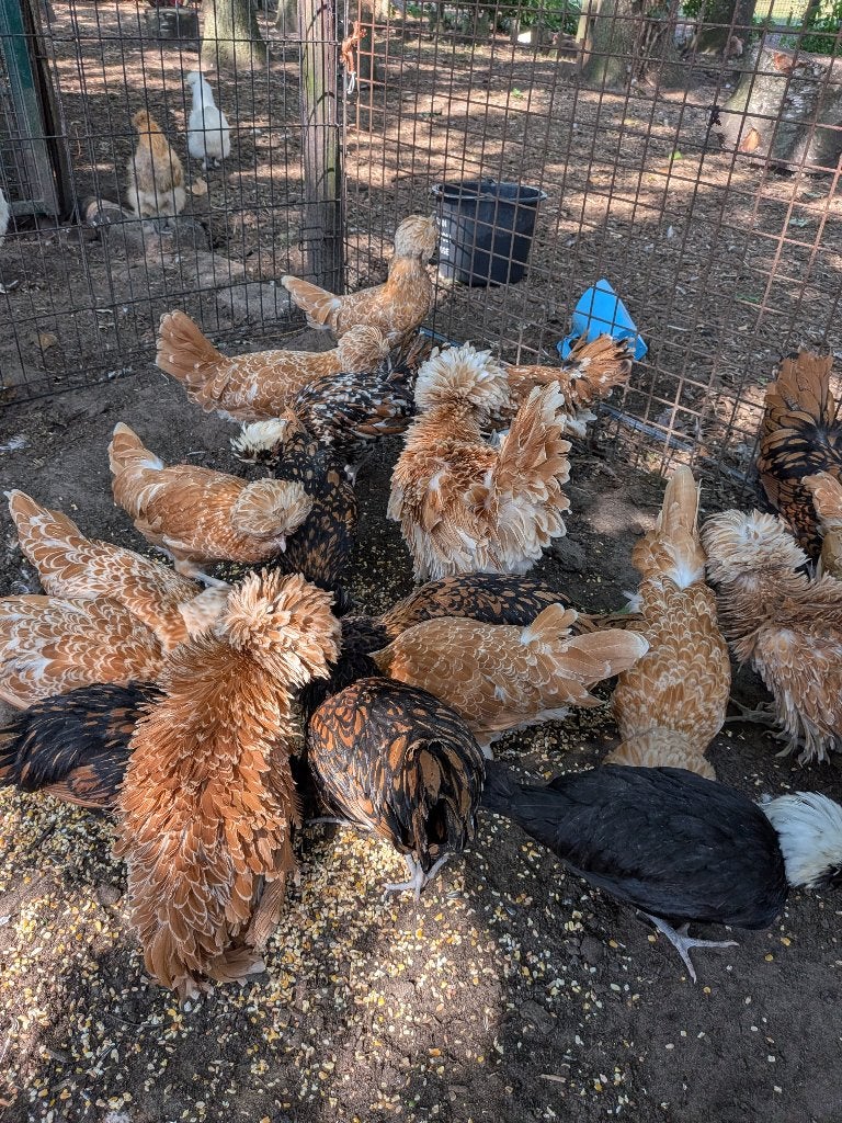 Padua tolbunt en frizzle, Dieren en Toebehoren, Pluimvee, Meerdere dieren, Kip