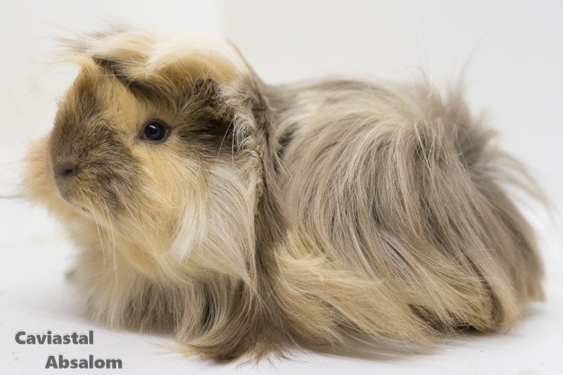 Choco otter creme wit california choco peruvian zeugje, Dieren en Toebehoren, Cavia, Juni, Vrouwelijk, Tam