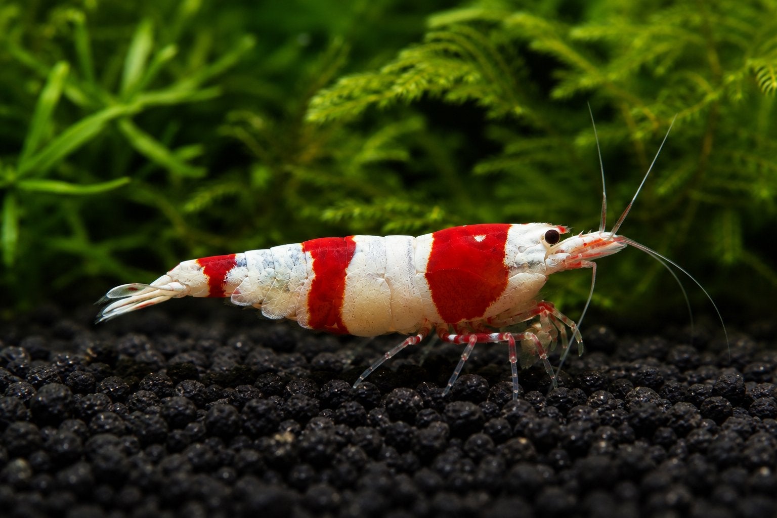 Crystal red garnalen, Dieren en Toebehoren, Kreeft, Krab of Garnaal