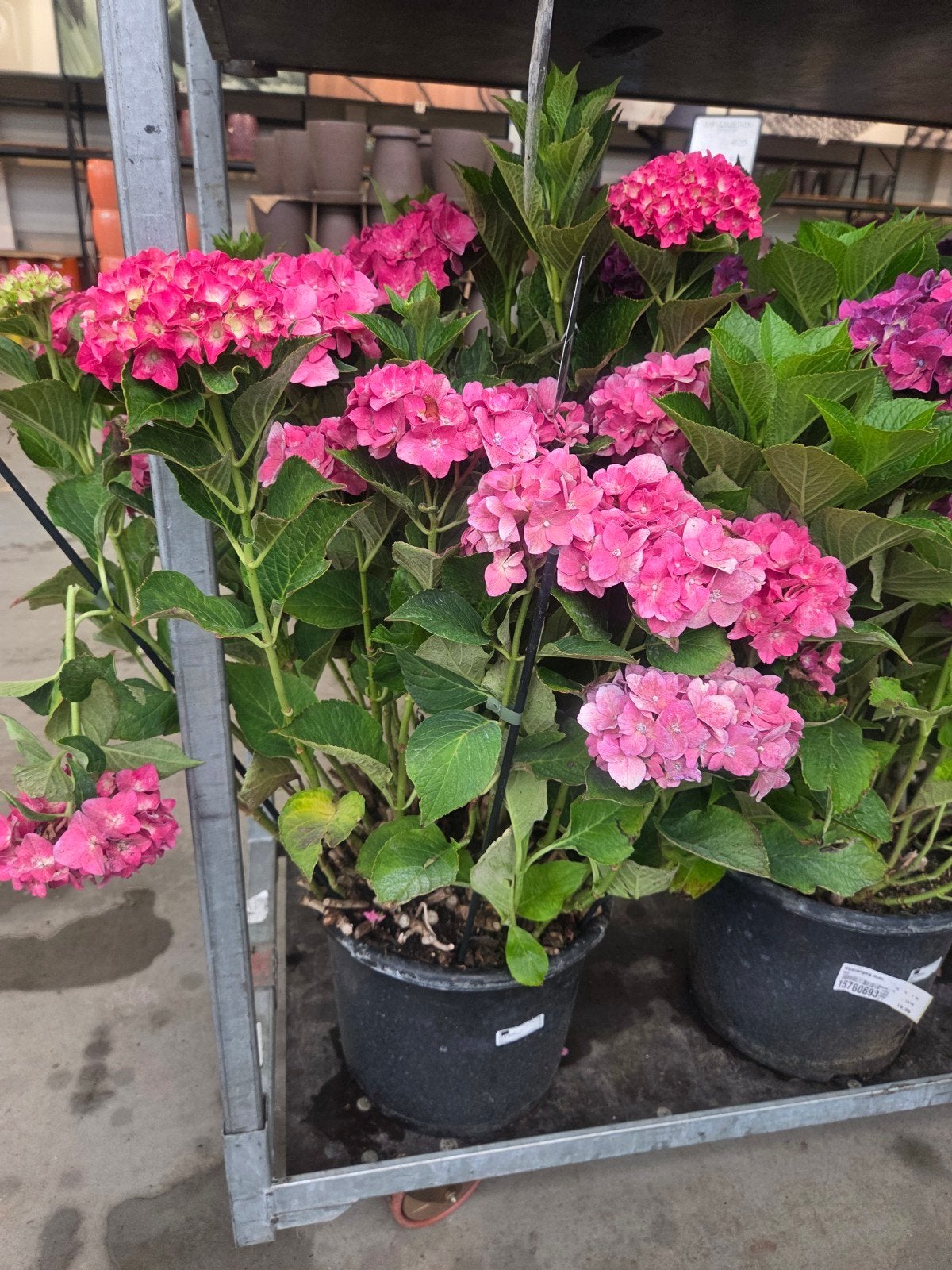 XL Roze Hortensia - Rechtstreeks van de Veiling, Tuin en Terras, Overige soorten, Vaste plant, Ophalen of Verzenden, Halfschaduw