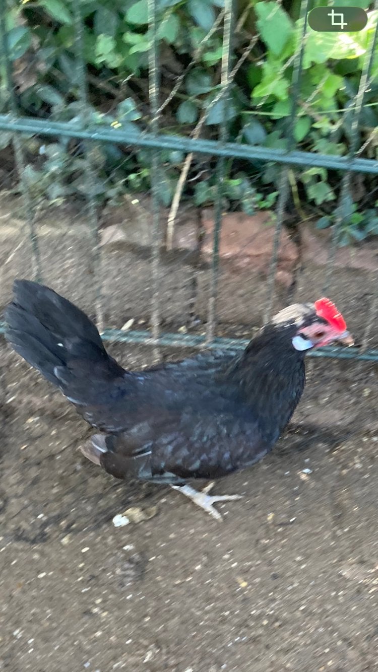 Hollandse kriel hen, Vrouwelijk, Kip