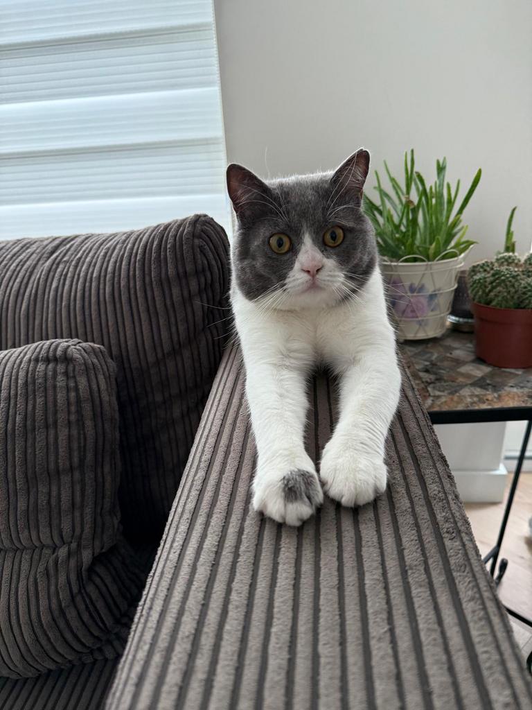 Mooie grijze mannetje kat te koop moet met spoed weg ‼️‼️, Kater, Ingeënt, 0 tot 2 jaar