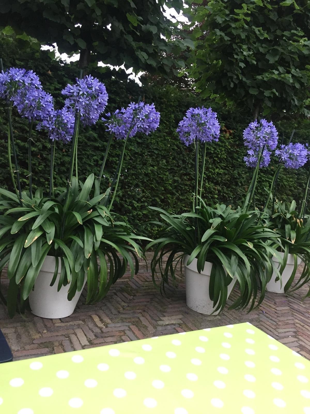 Agapanthus (Afrikaanse Lelie) in pot (3 stuks), Tuin en Terras, Vaste plant, Halfschaduw, Zomer, Ophalen