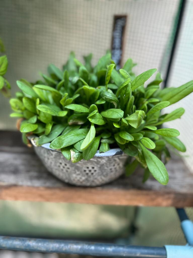 Vergiet-Me-Nietje! Vintage Vergiet met plantjes, Ophalen, Tweejarig, Bodembedekkers, Halfschaduw