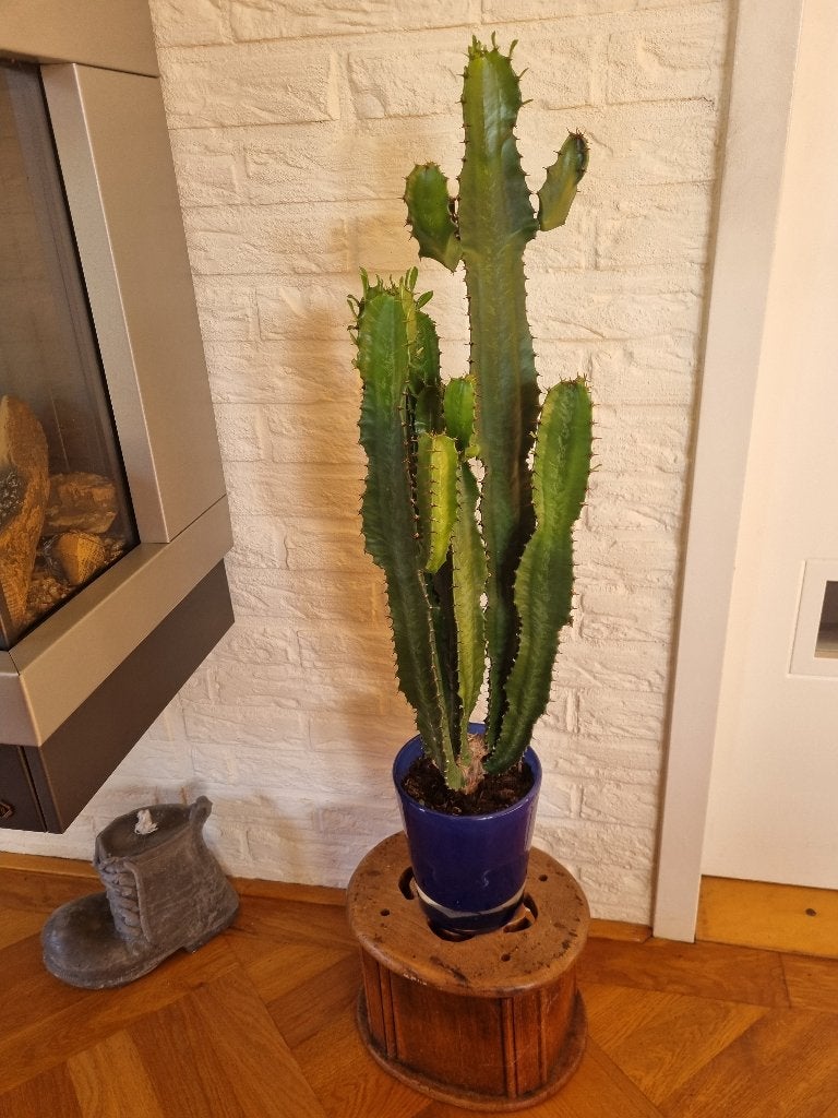 1: Euphorbia cactus, Ophalen of Verzenden, Cactus, Minder dan 100 cm, Volle zon