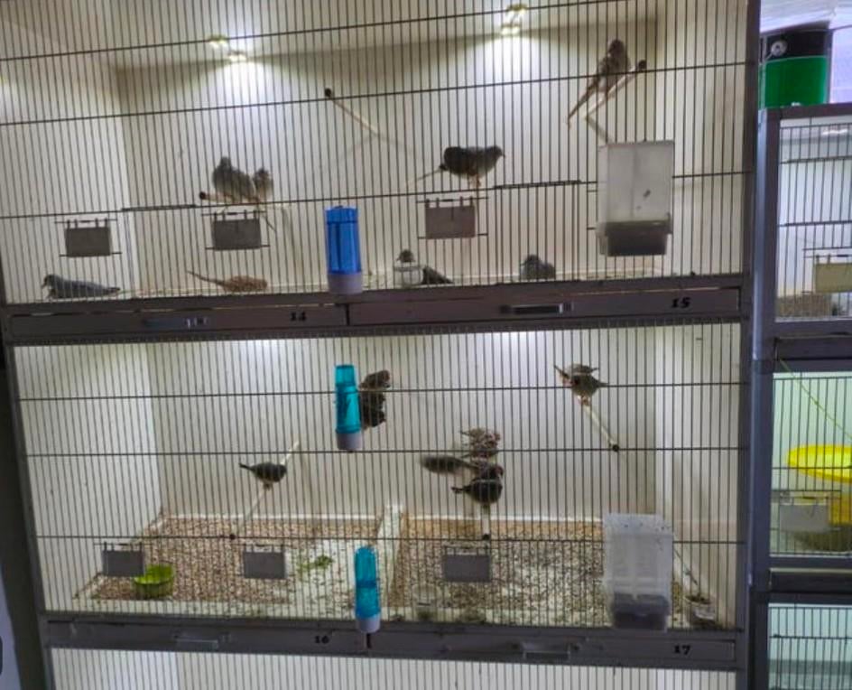 Zebravinken los verkoop, Dieren en Toebehoren, Ophalen of Verzenden, Nieuw, Hout, Volière