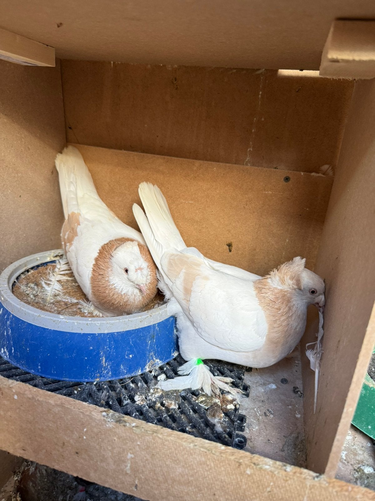 Takla çift tepe limon, Dieren en Toebehoren, Vogels | Duiven