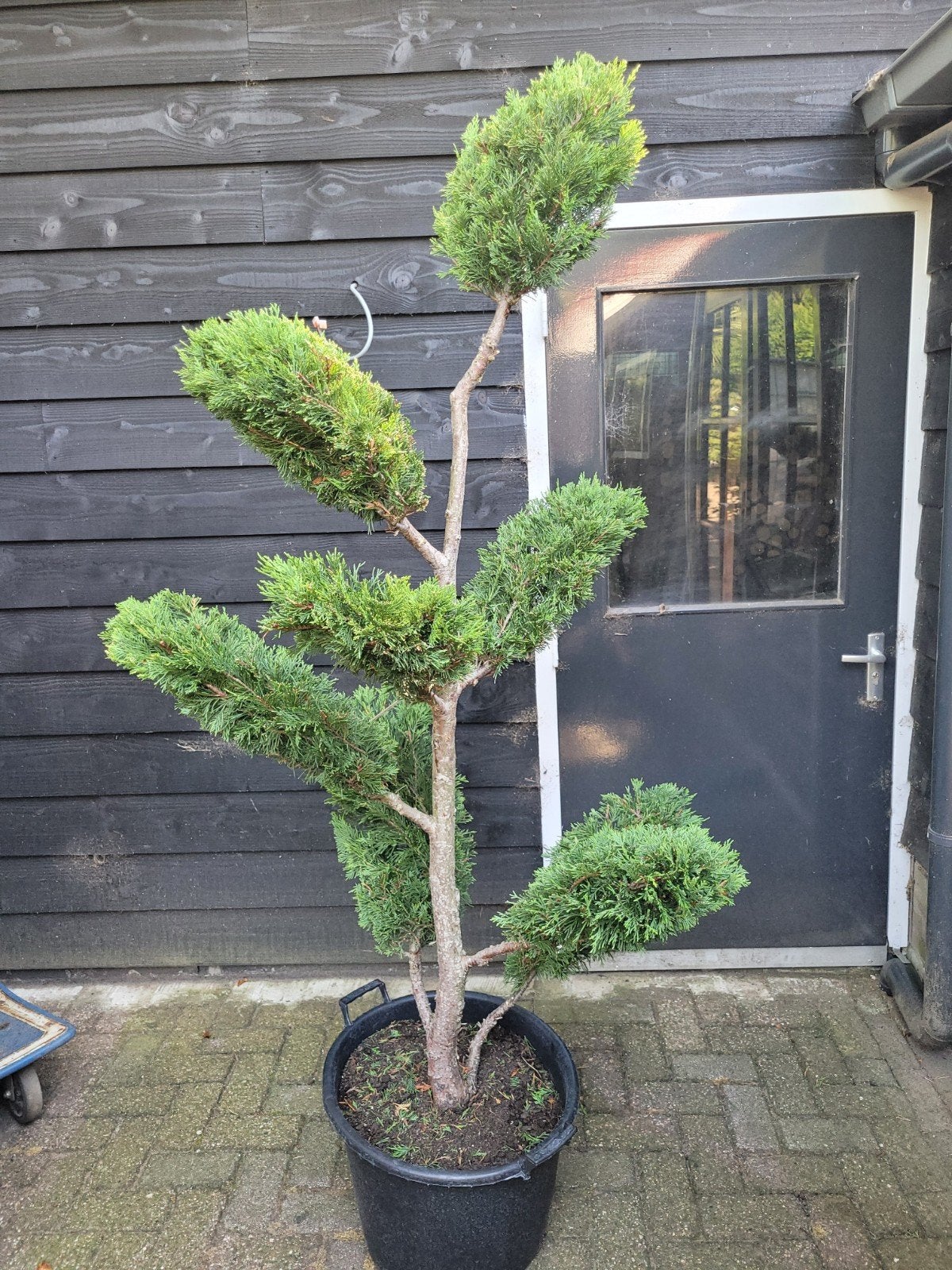 Cupressocyparis Leylandii Vormsnoei - Unieke Conifeer, Volle zon, Vaste plant, Bloeit niet, Ophalen