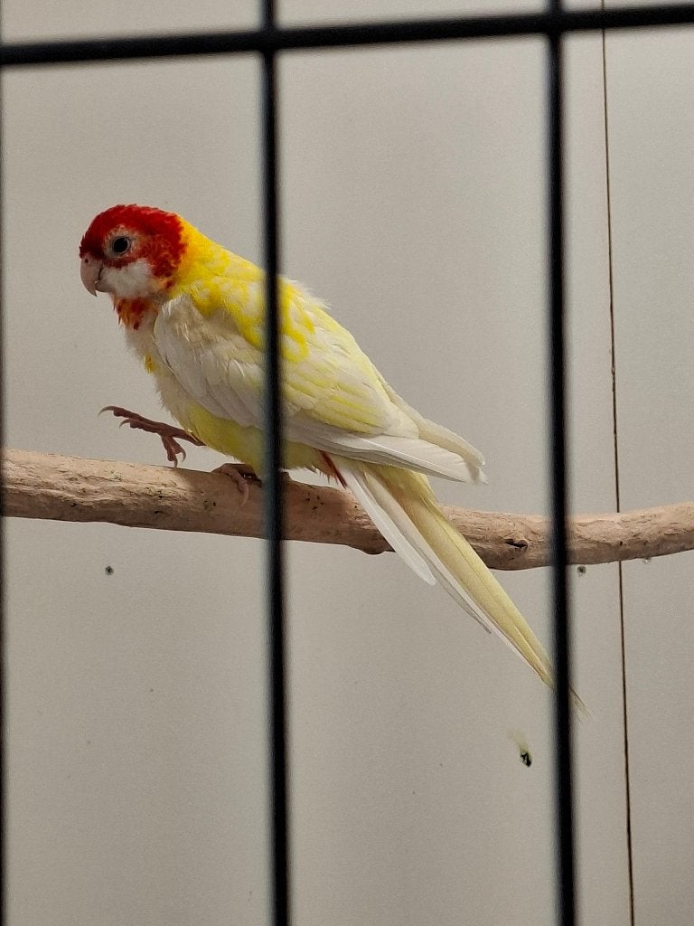 Te koop   Lutino  Rosella, Geslacht onbekend, Parkiet