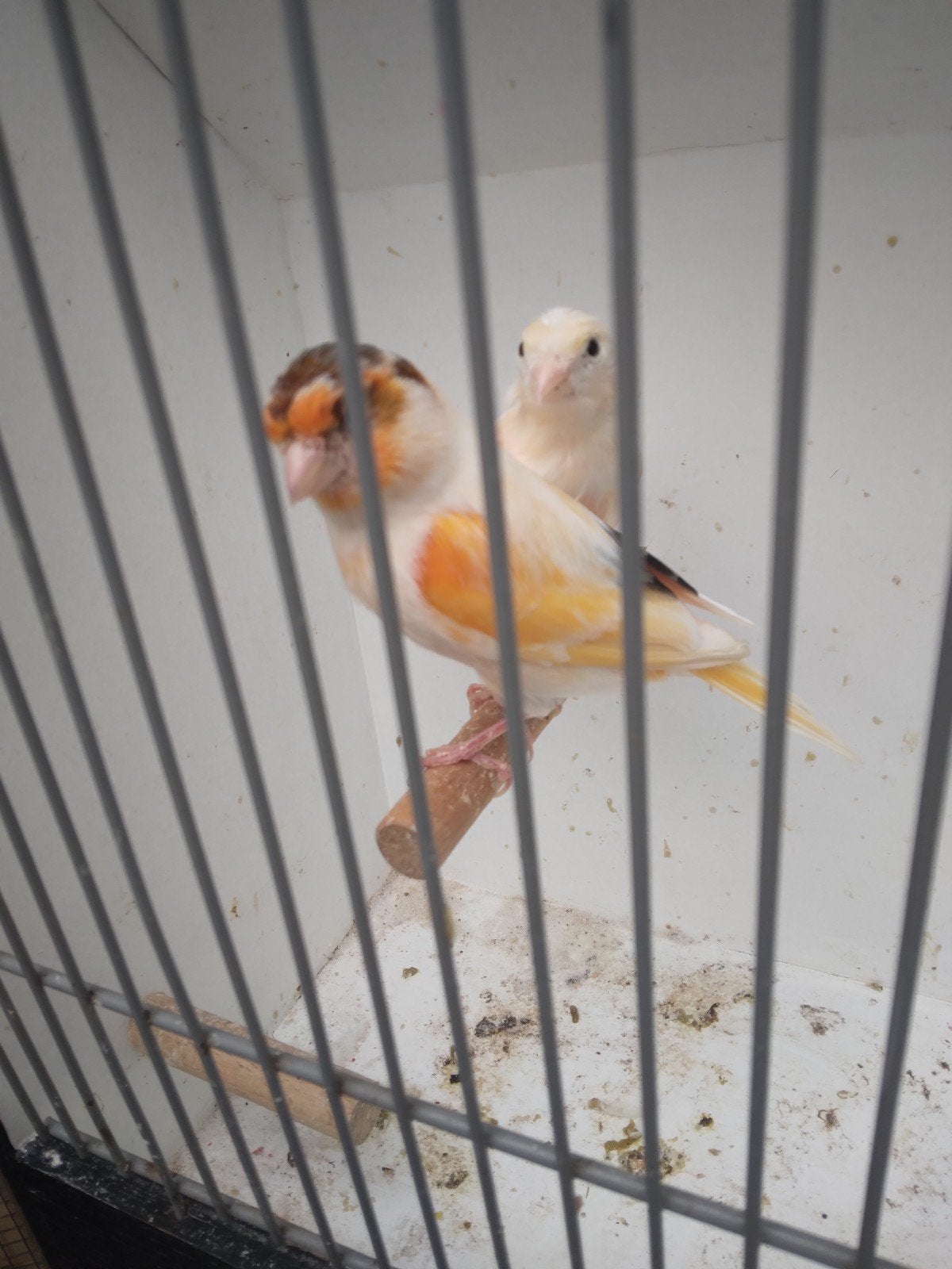 harlekijn man 2025 harlekijn pop 2026 te koop 35 euro, Dieren en Toebehoren, Vogels | Kanaries, Meerdere dieren, Postuurkanarie