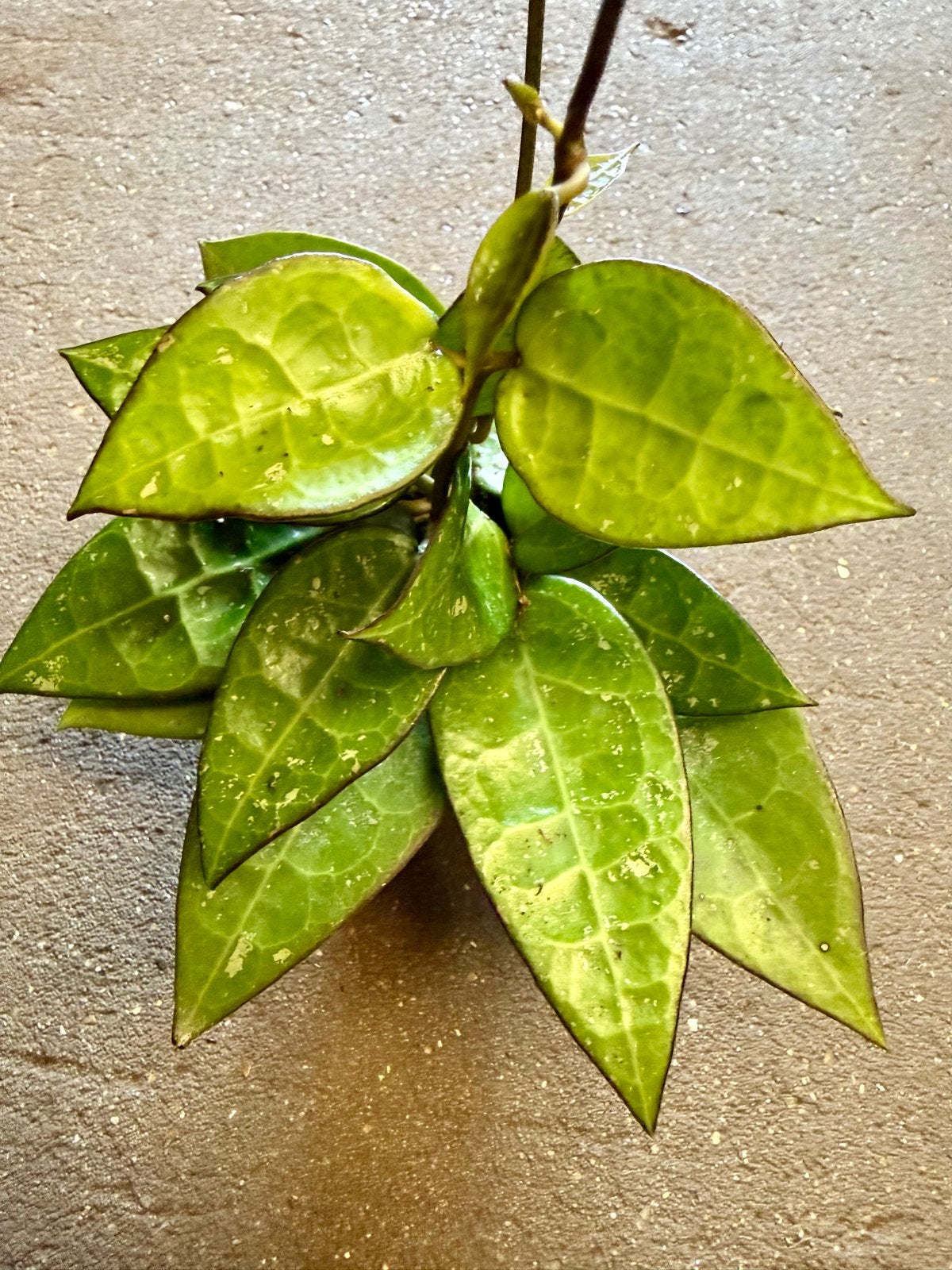 Hoya Black Margin p6, Ophalen of Verzenden