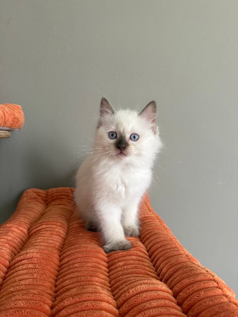 Ragdoll kittens met stamboom uit geteste lijnen, Dieren en Toebehoren, Meerdere dieren, Met stamboom, 0 tot 2 jaar