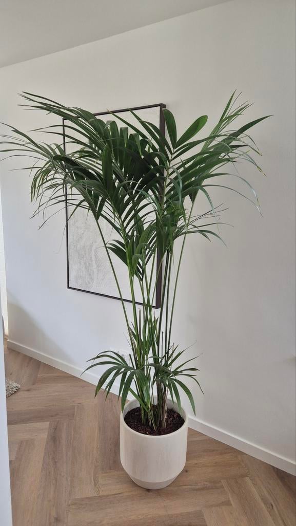 Kamerplant kentiapalm (Howea forsteriana) ca. 185 cm hoog, Ophalen, Halfschaduw, 150 tot 200 cm