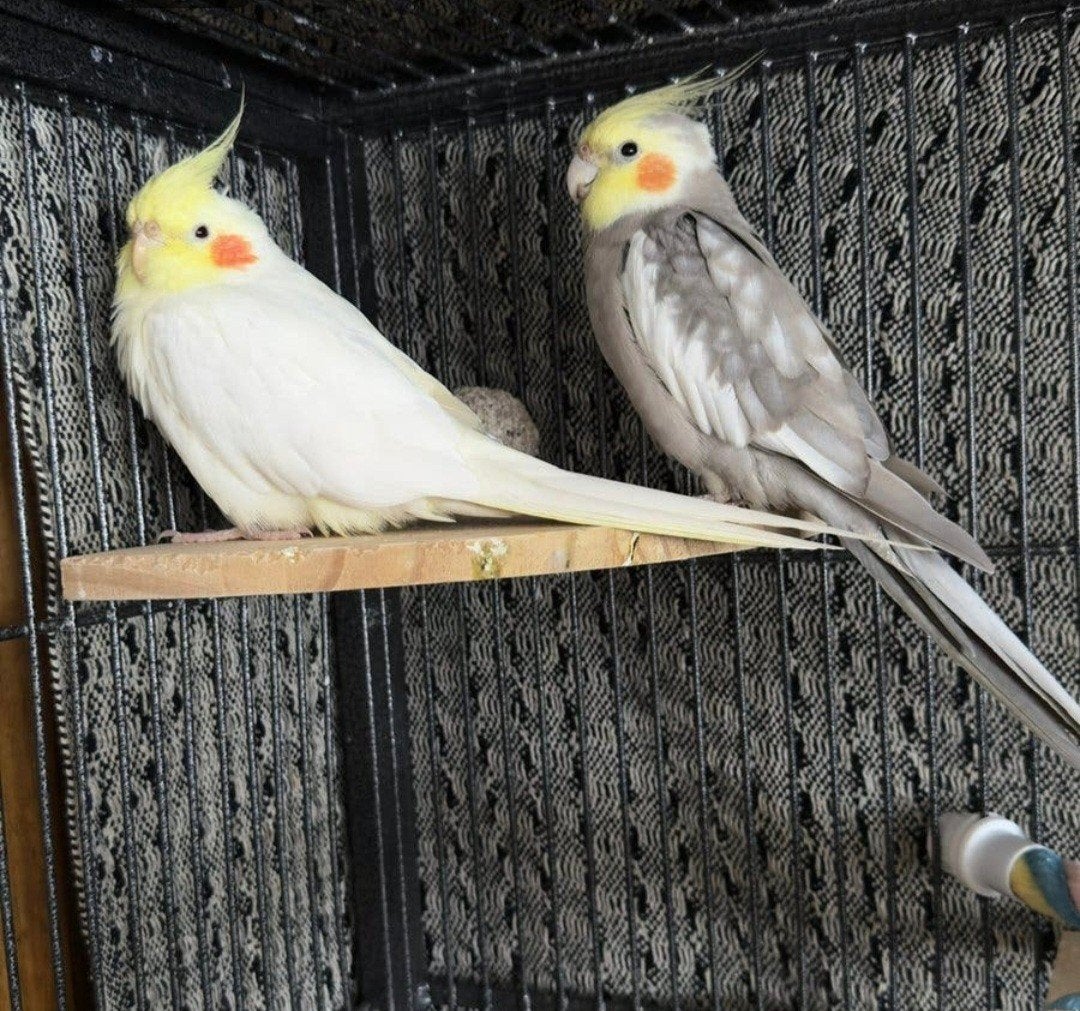 2 gezellige valkparkieten met kooi, Dieren en Toebehoren, Geslacht onbekend, Tam