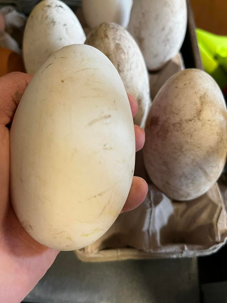 Ganzeneieren kok of fok, Dieren en Toebehoren, Pluimvee, Geslacht onbekend, Gans of Zwaan