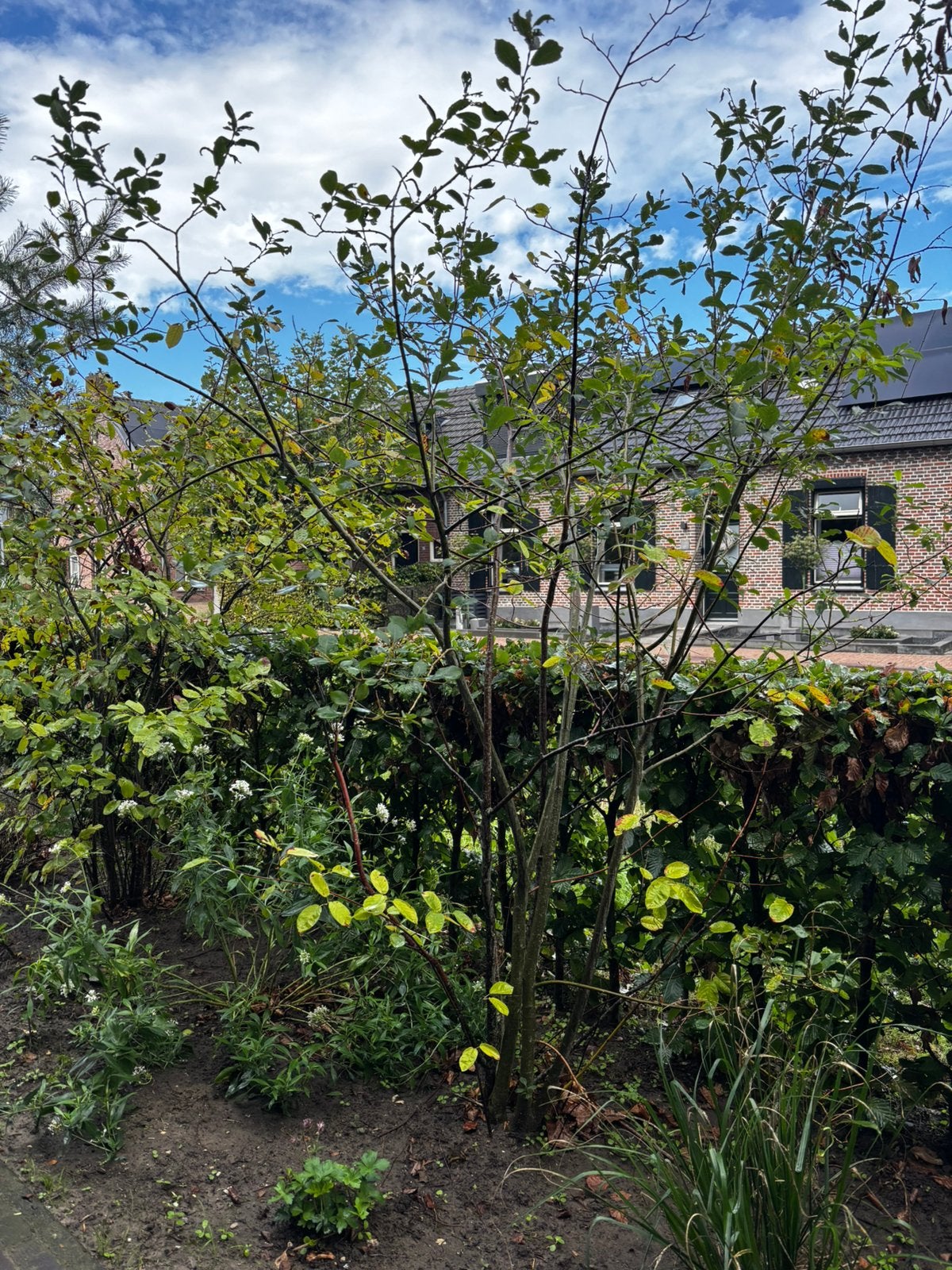 Meerstammige krentenboom (2x) Amelanchier lamarckii, Ophalen, Bloeit niet, Halfschaduw, Overige soorten