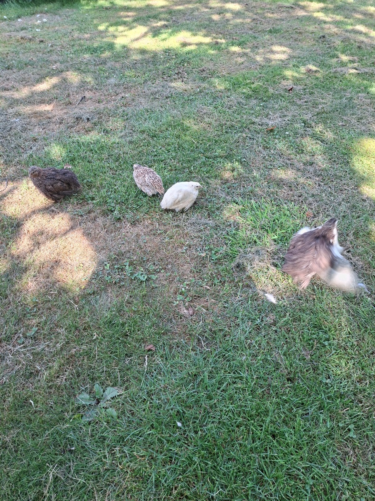 Japanse kwartels, Meerdere dieren, Overige soorten