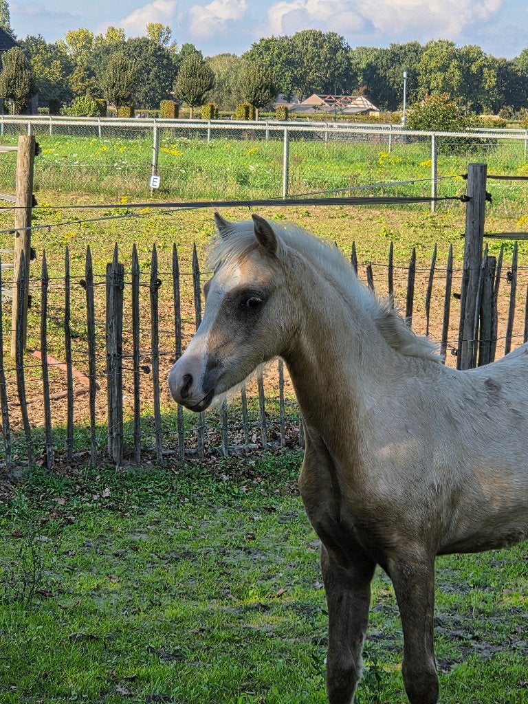 prachtig welsh veulen sectie B, Dieren en Toebehoren, Met stamboom, Niet van toepassing, 0 tot 2 jaar, Hengst