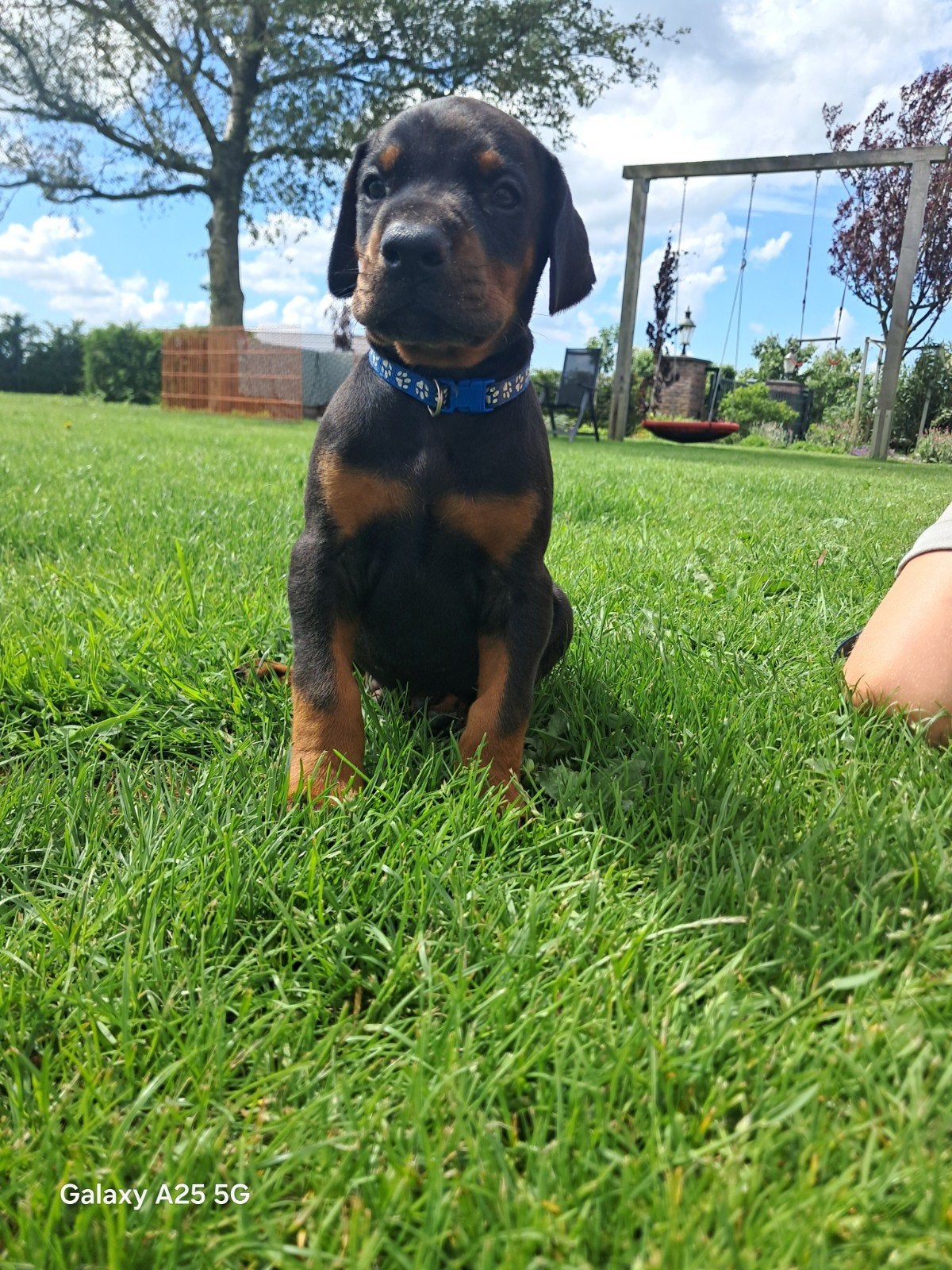 Prachtige Dobermann pups. Groeien op in huiselijke kring, Overige rassen, 8 tot 15 weken, Meerdere, Meerdere dieren