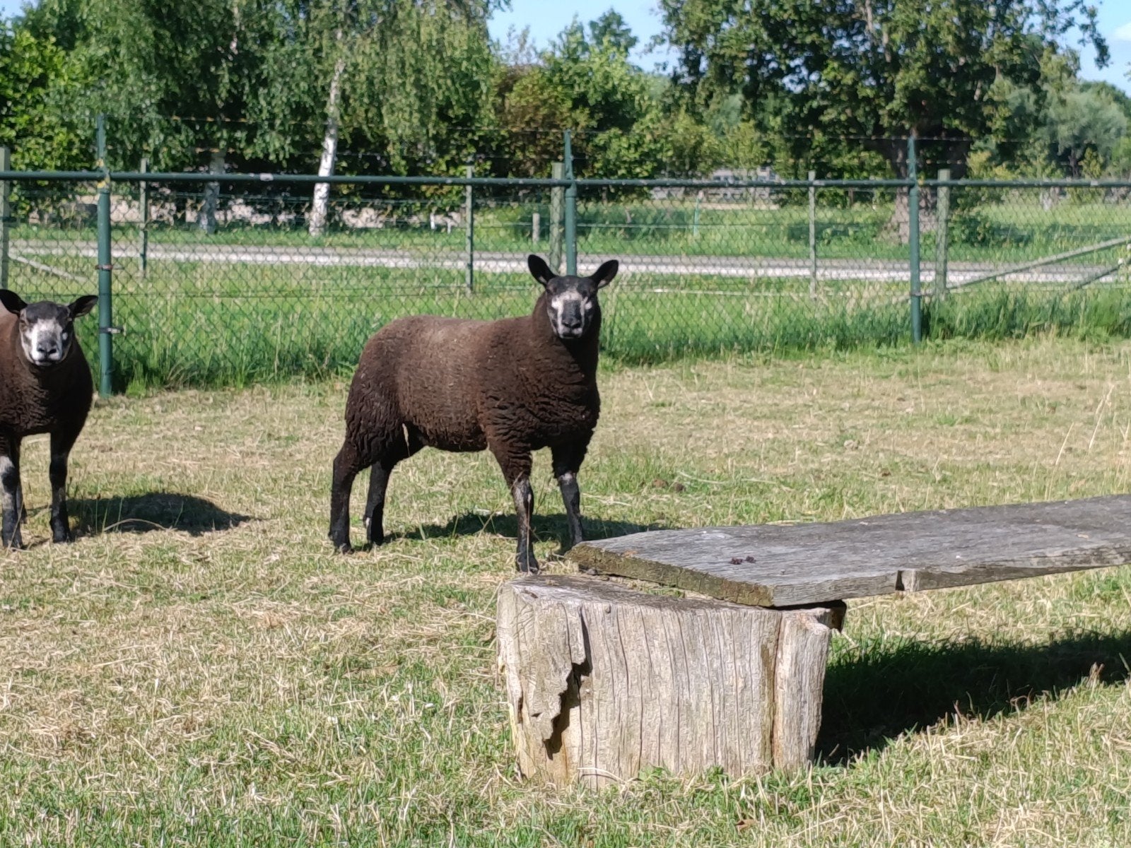 Mooi ooilam, Vrouwelijk, Schaap, 0 tot 2 jaar