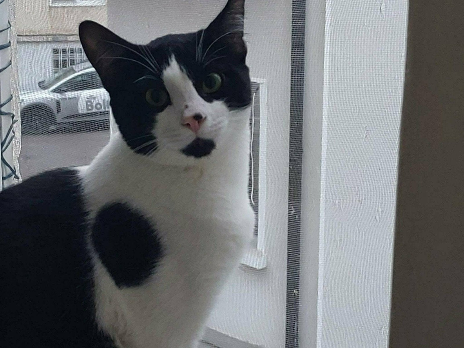 4 prachtige katten van 1 jaar, Meerdere dieren, Kortharig, 0 tot 2 jaar