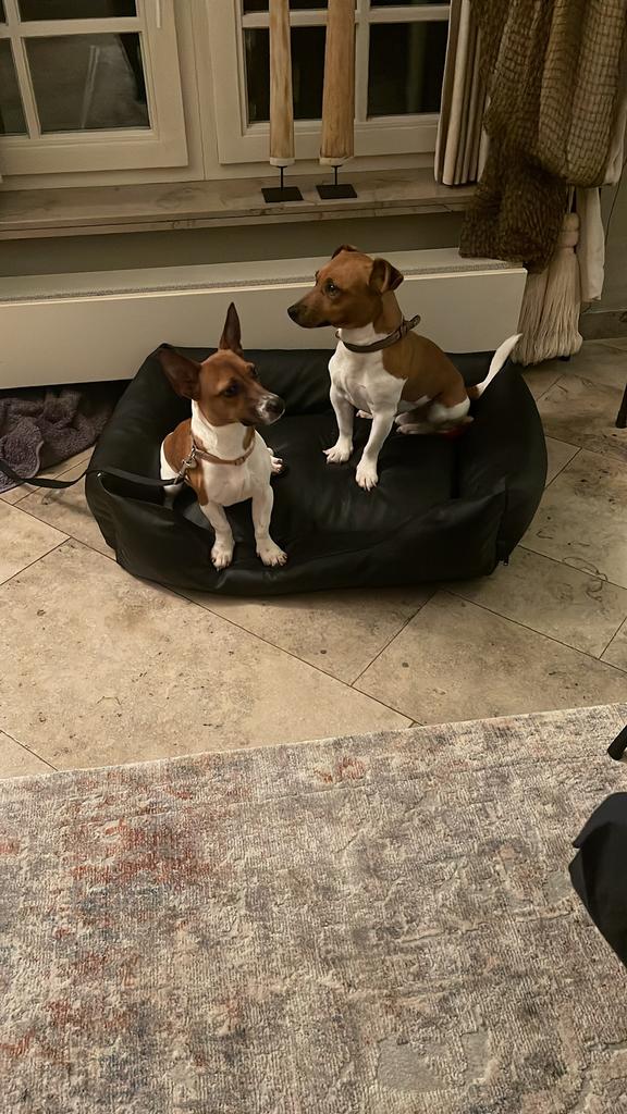Jack russel, België, Particulier, Jack Russell Terriër, 8 tot 15 weken