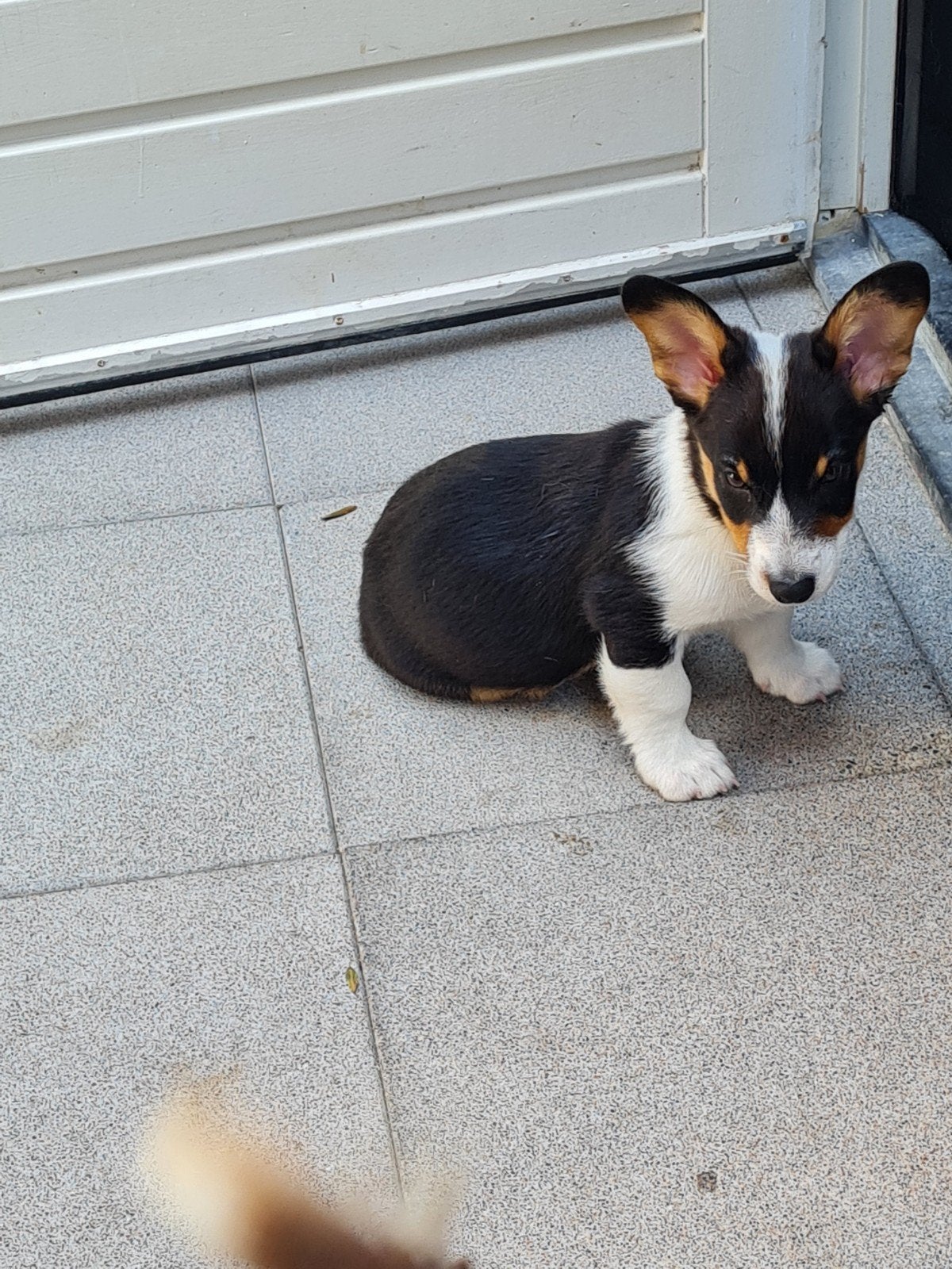 welsh corgi cardigan pup Reutje. vrolijk en vrij, Dieren en Toebehoren, HCC (leverziekte), Reu, 8 tot 15 weken, Eén hond