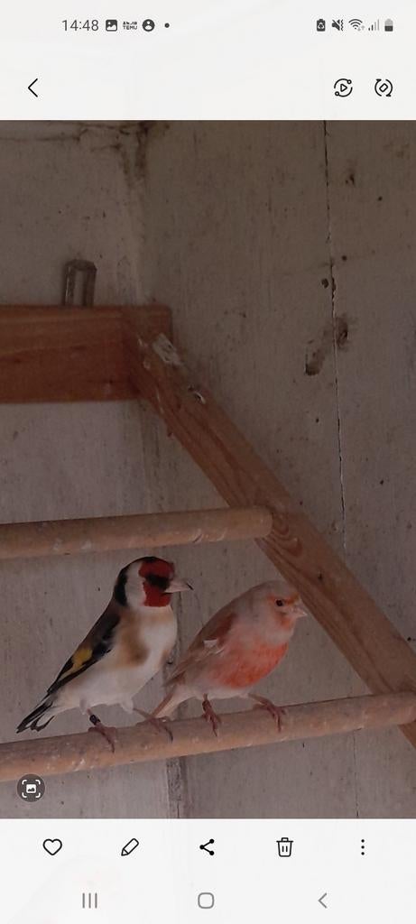 Majoor putter, Dieren en Toebehoren, Vogels | Overige Vogels, Vrouwelijk, Wildzangvogel, Geringd