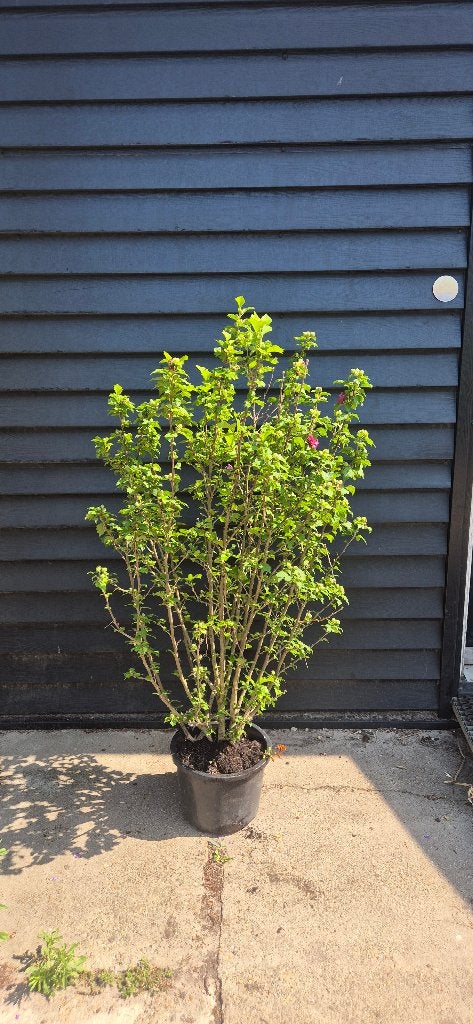 Hibiscus, Ophalen, Hortensia, Struik, Minder dan 100 cm