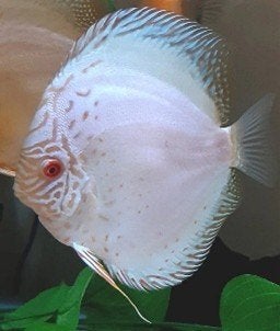 Discus White Butterfly - ca 12cm - Koidream Valburg, Vis, Zoetwatervis