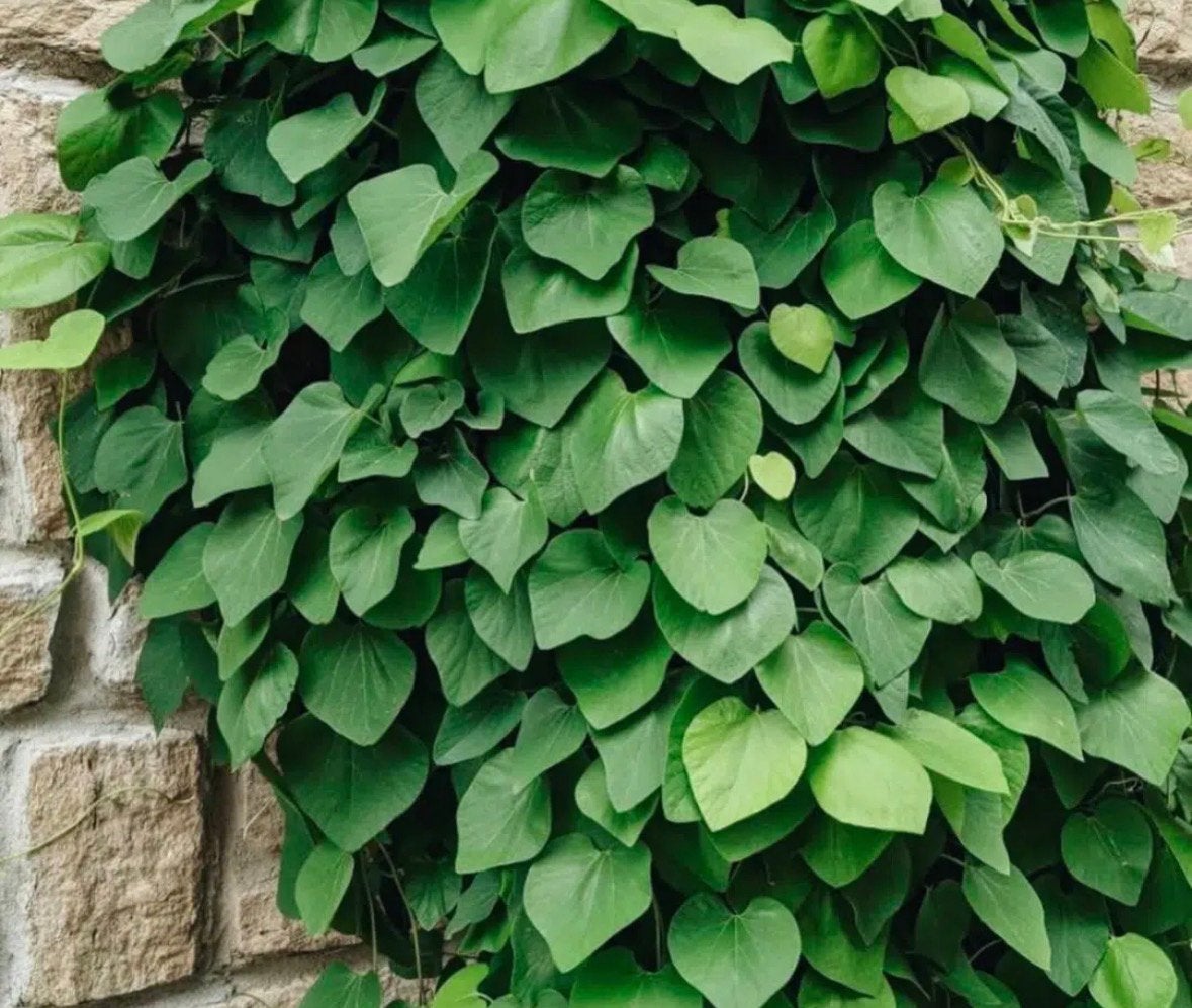 Aristolochia / Duitse Pijp, Ophalen