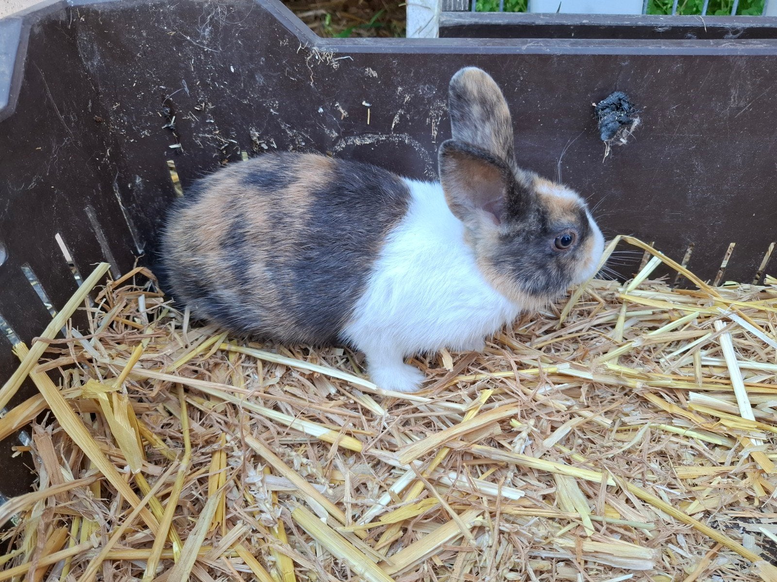 Mooie jonge konijntjes, Dieren en Toebehoren, Meerdere dieren, Middelgroot