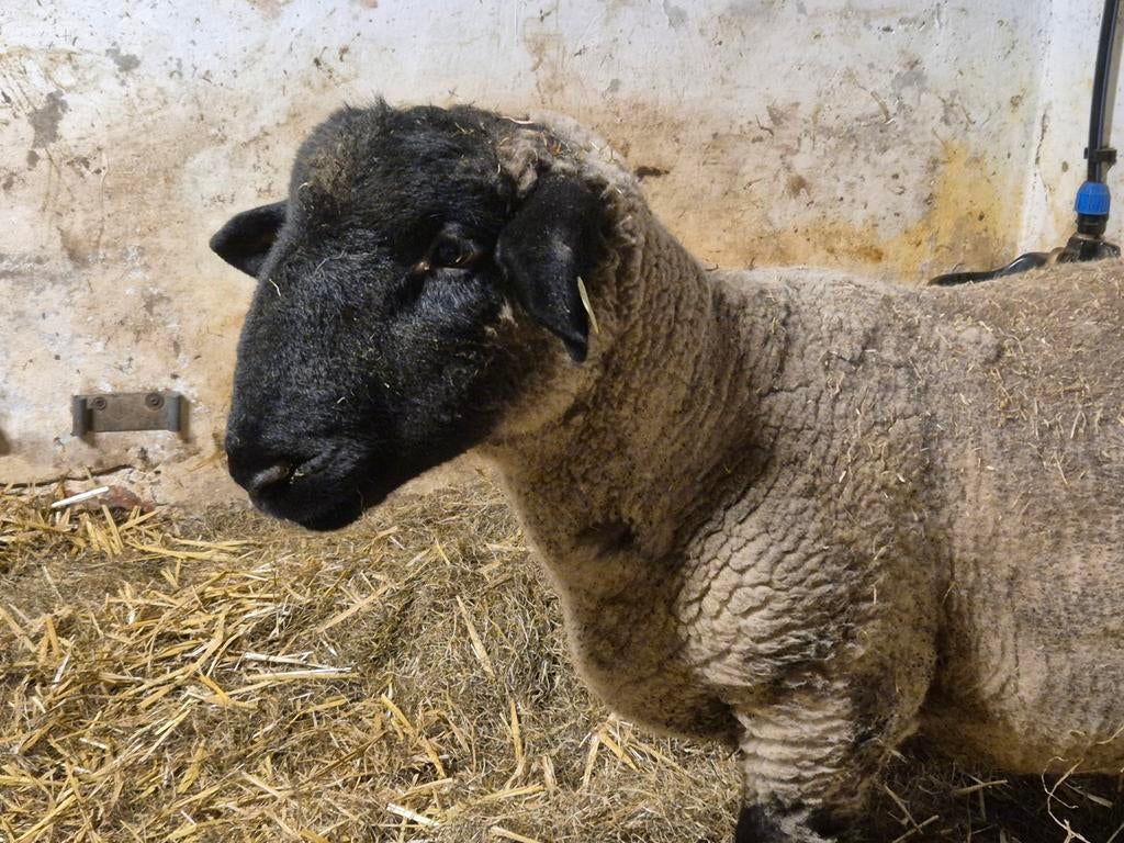 Suffolk ram, Dieren en Toebehoren, Mannelijk, Schaap, 0 tot 2 jaar