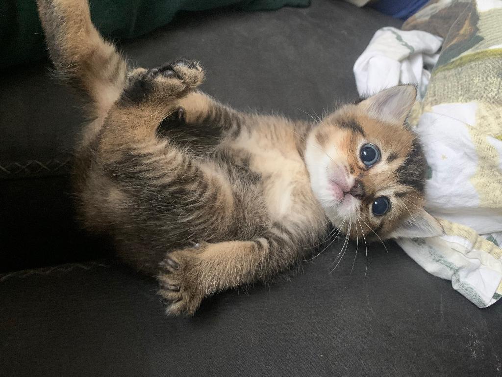 Kittens, Meerdere dieren, Ontwormd, 0 tot 2 jaar