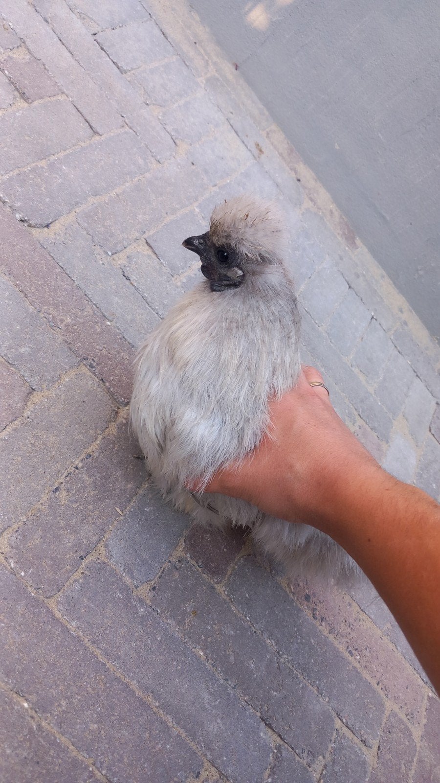 Lieve zijdehoender hen zoekt een nieuw baasje, Vrouwelijk
