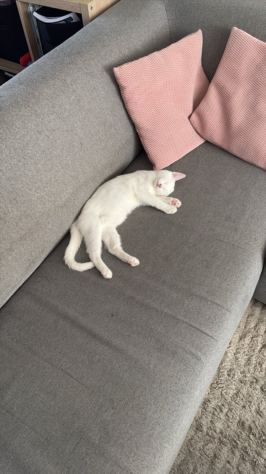 7 maanden oude witte kitten, Dieren en Toebehoren, Poes, Kortharig, 0 tot 2 jaar