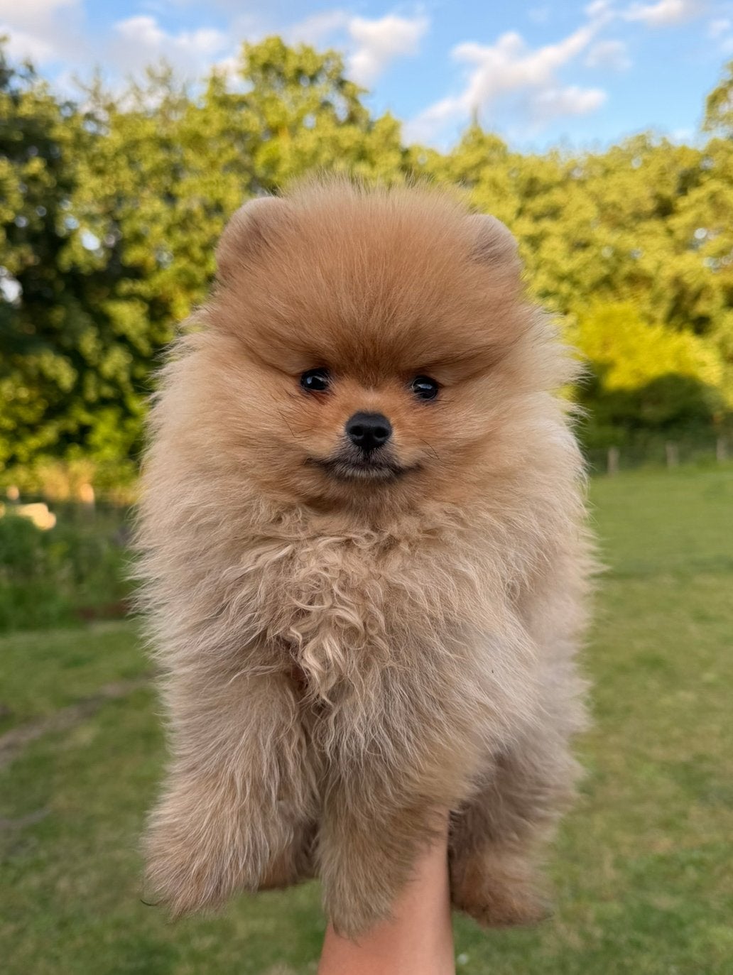 Mini Bearface pomeranian reutje pomeriaan keeshond, 15 weken tot 1 jaar, Reu, Meerdere, Nederland