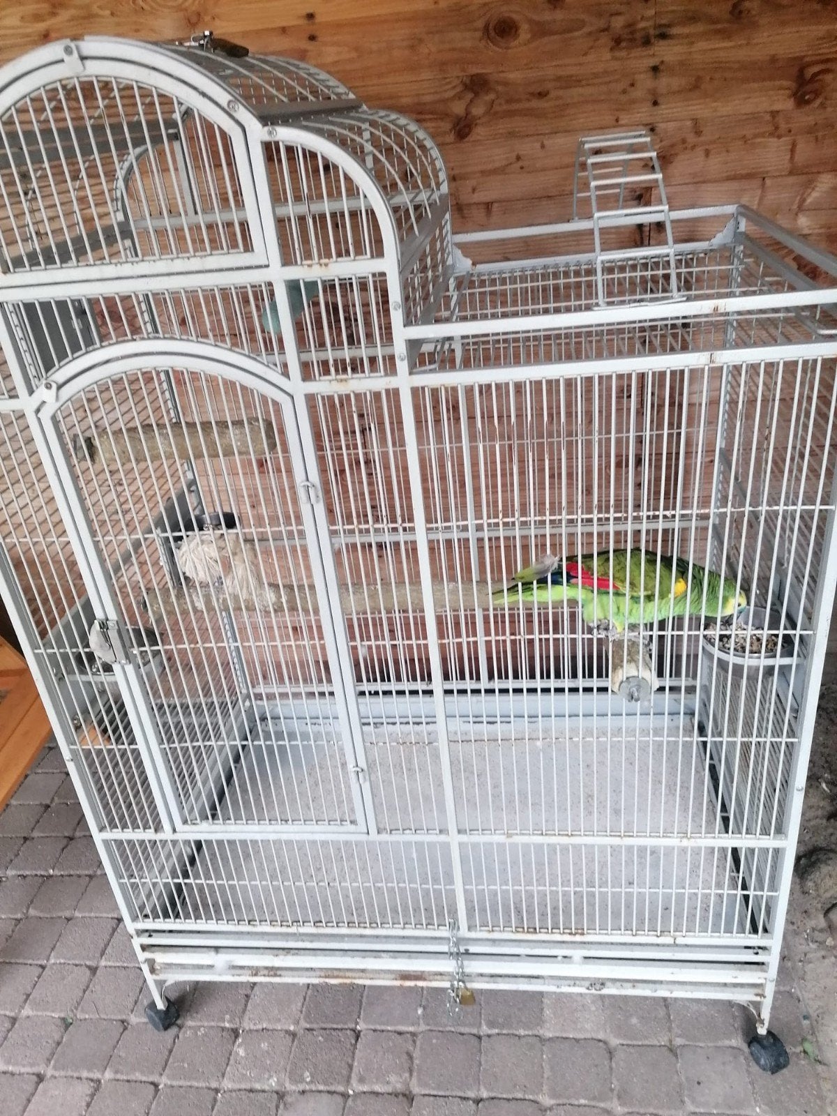 Blauwvoorhoofd amazone, Dieren en Toebehoren, Ophalen, Metaal, Vogelkooi