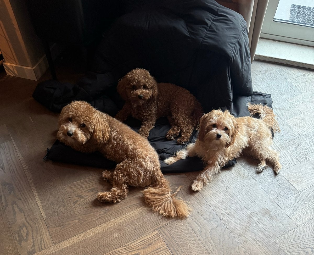 Mini maltipoo puppies onderweg!, Dieren en Toebehoren, Honden | Niet-rashonden, 8 tot 15 weken, Parvo, Meerdere, Meerdere dieren