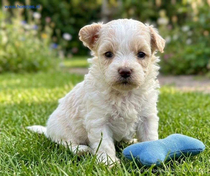 Maltipoo, Boompoo Boomer Bolonka  pups | Kennel de Hoeve, Nederland, Overige rassen, CDV (hondenziekte), 8 tot 15 weken