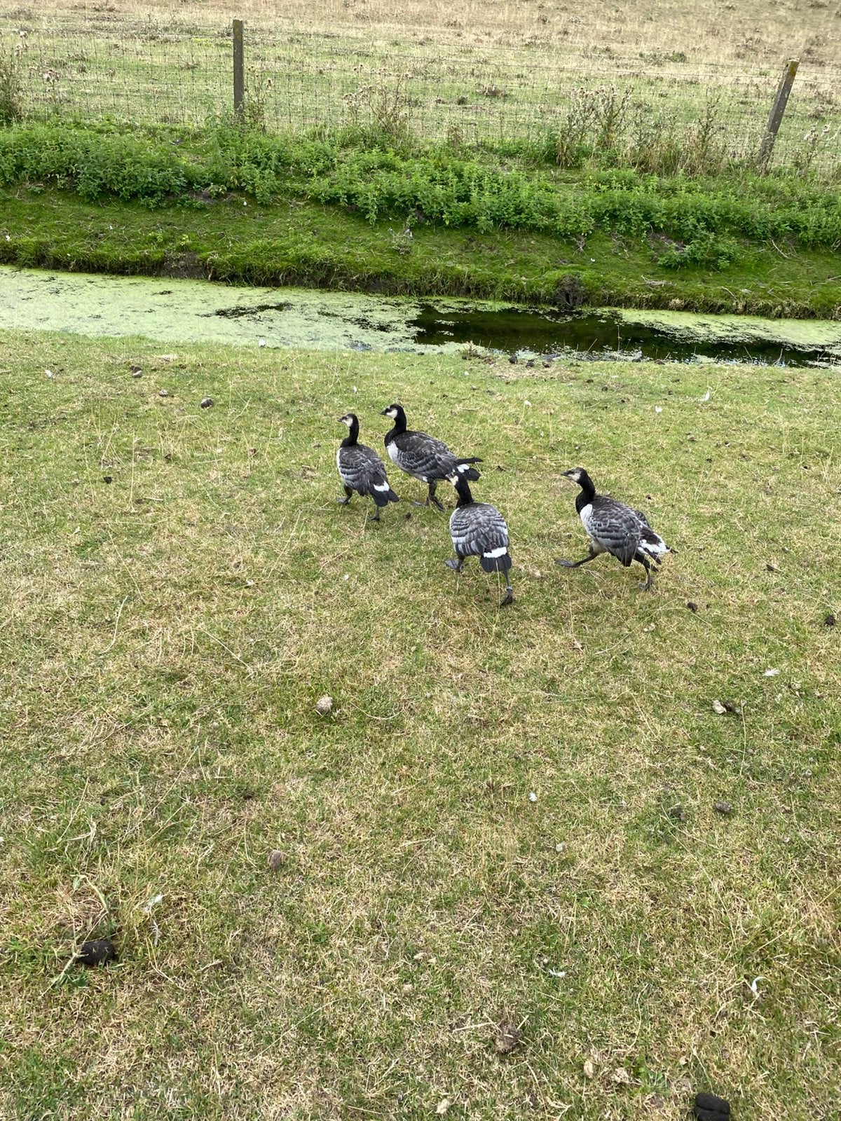Brandgans kuikens tekoop, Dieren en Toebehoren, Pluimvee, Geslacht onbekend, Gans of Zwaan