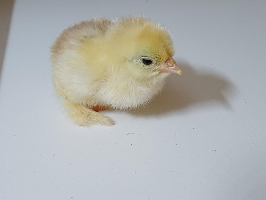 10 cochin kriel (bobtail) kuikens (15 mei 2026) te koop, Dieren en Toebehoren, Pluimvee, Geslacht onbekend, Kip