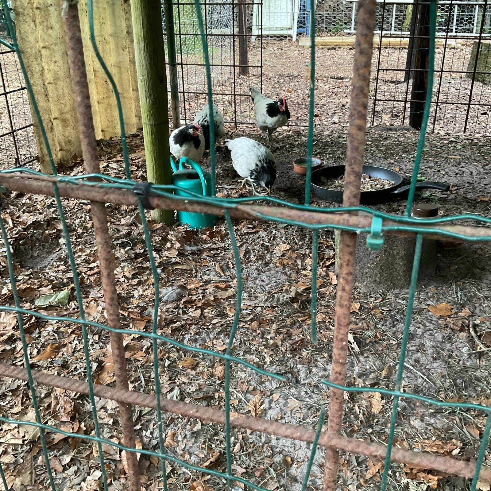 mj/LAKENVELDER HAAN/ 9 weken oud/2 stuks, Dieren en Toebehoren, Mannelijk, Kip