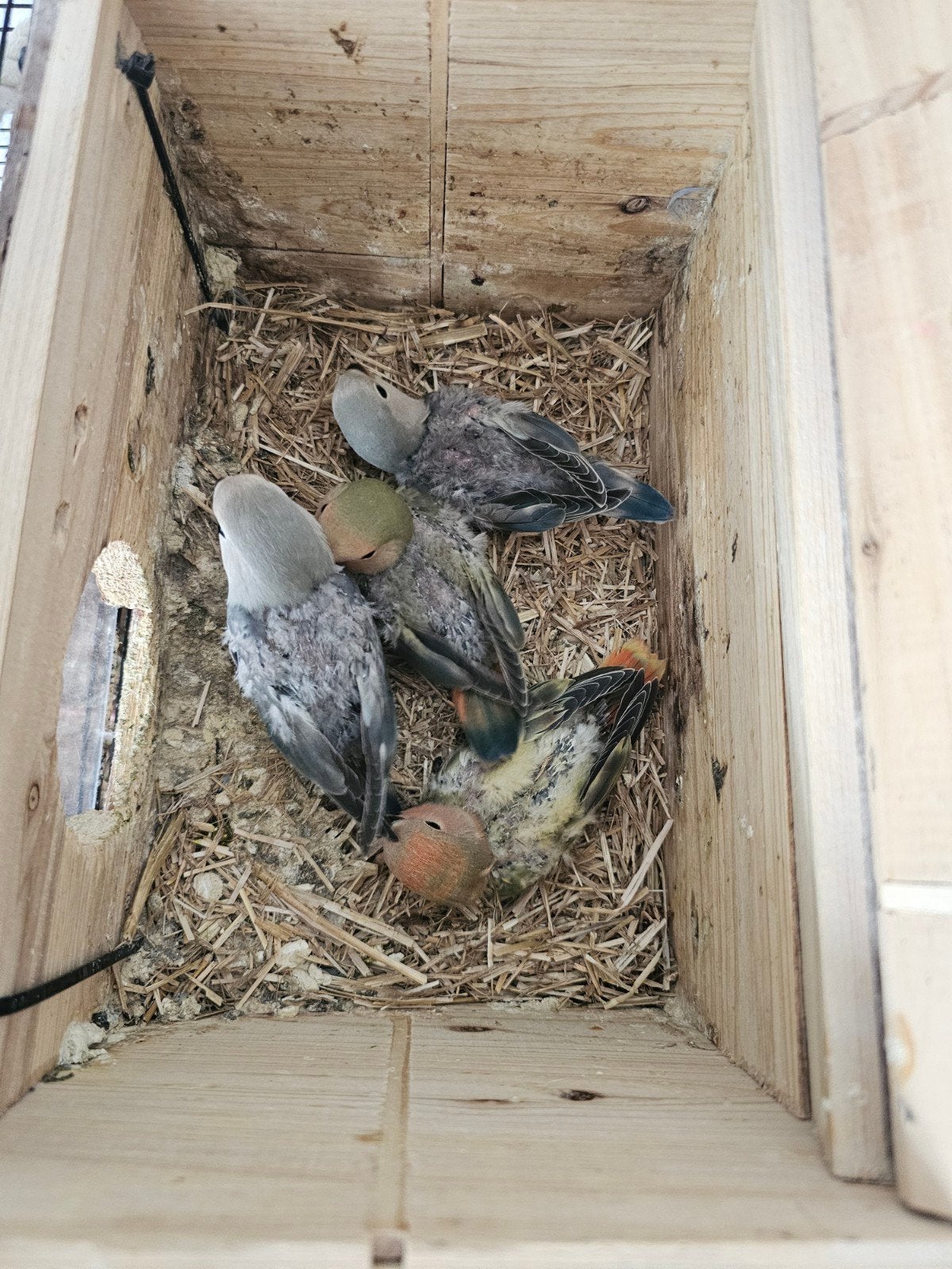 Agapornis roscolie nu zelfstandig, Dieren en Toebehoren, Vogels | Parkieten en Papegaaien, Geslacht onbekend, Dwergpapegaai of Agapornis