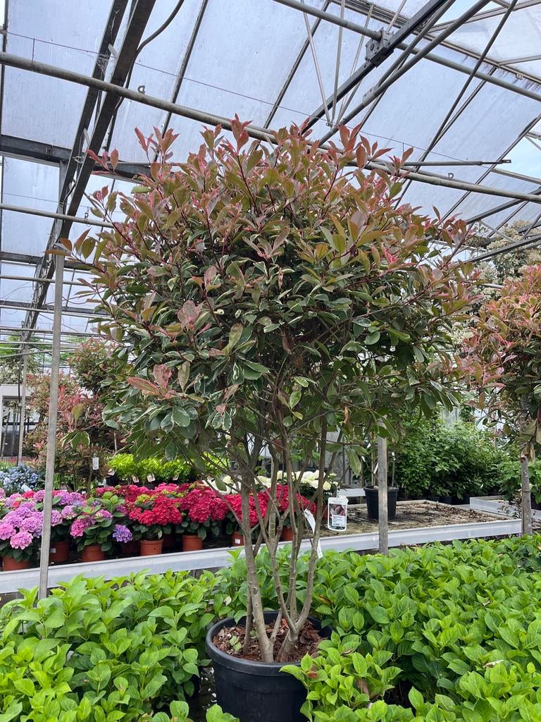 Photinia x Fraseri 'Pink Marble' Glansmispel €195, Lente, 100 tot 250 cm, Volle zon, In pot
