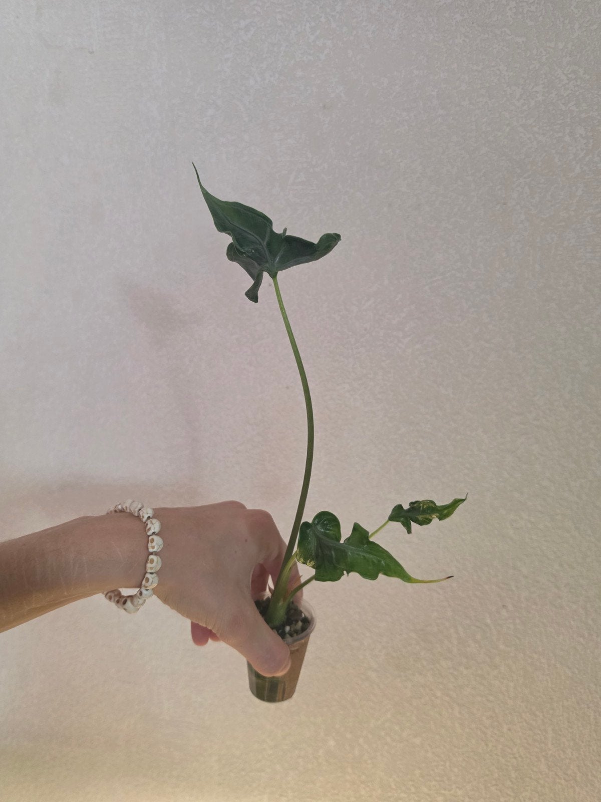 Alocasia Teletubbies, Ophalen of Verzenden, Halfschaduw, Minder dan 100 cm