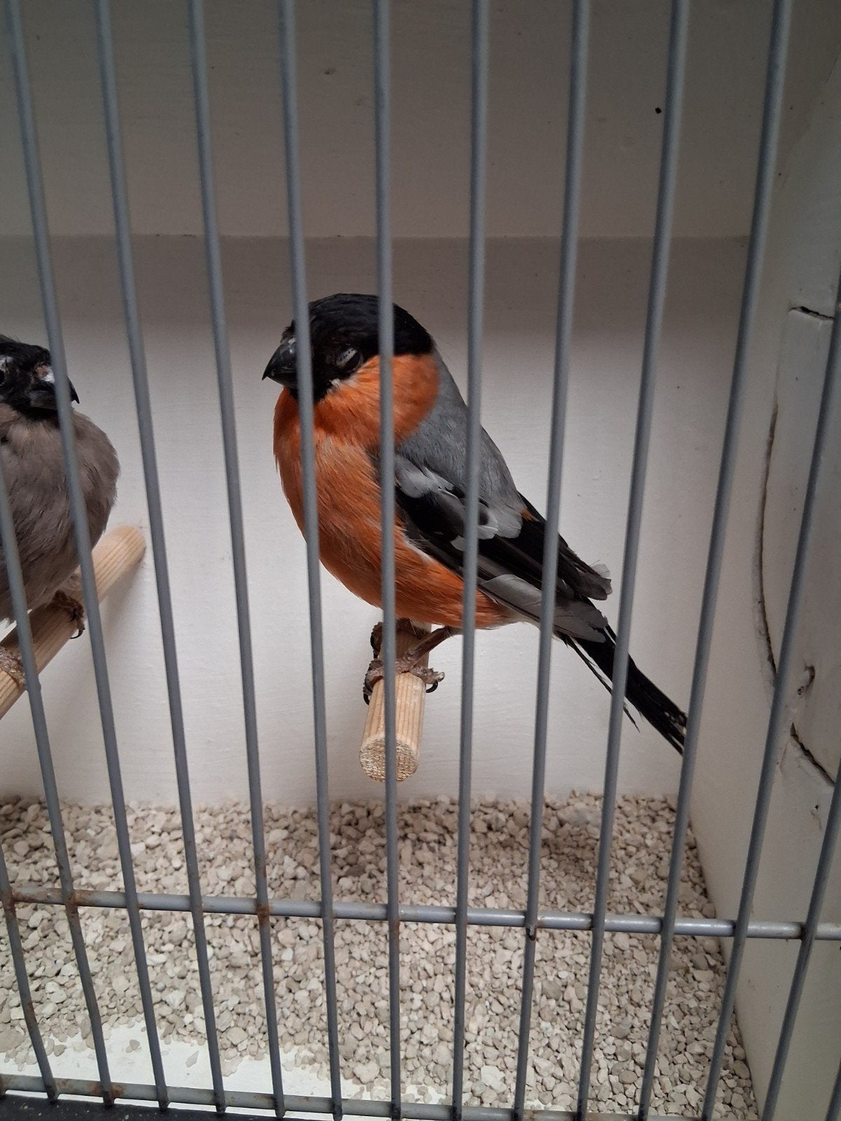 Mooi koppel wildkleur goudvinken, Dieren en Toebehoren, Vogels | Kanaries, Meerdere dieren