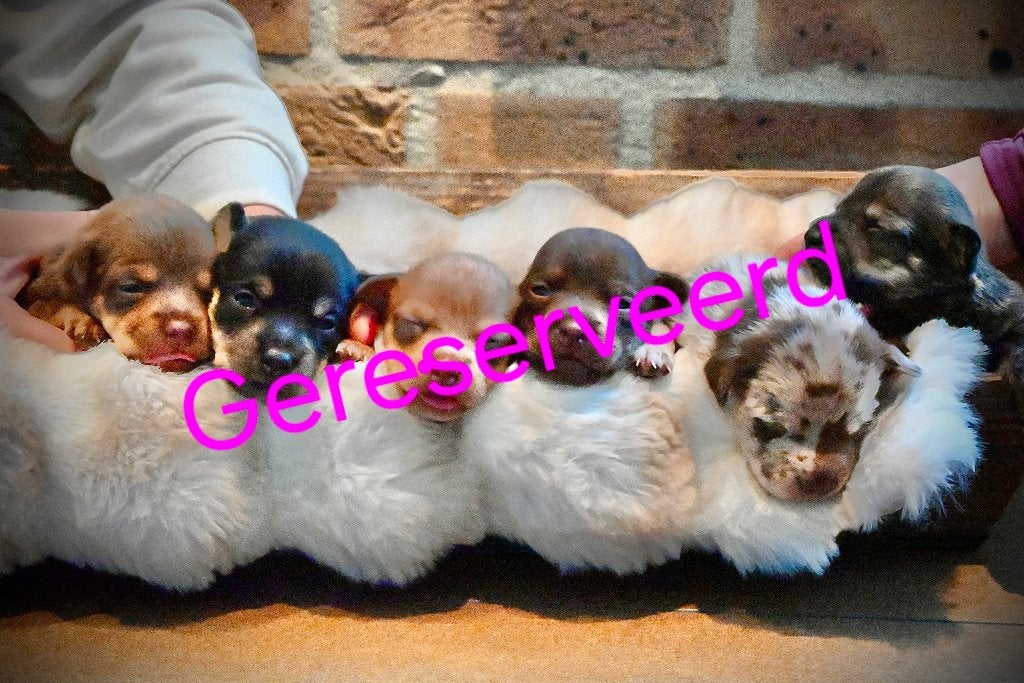 Jack Russel Pups, Jack Russell Terriër, 8 tot 15 weken, Teef, Meerdere